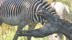 You know this is a zebra, right?